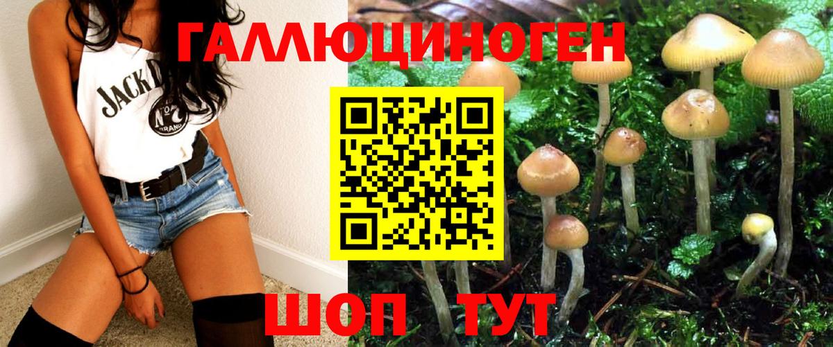 Галлюциногенные грибы Psilocybine cubensis Реутов